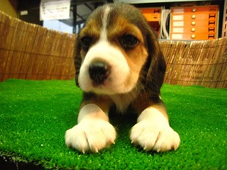 �r�[�O�� �̔��̉摜