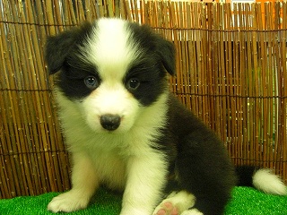 �R���[ �{�[�_�[�摜