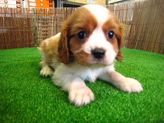 �L���o���A�摜