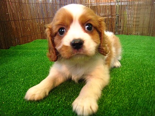 �L���o���A�L���O�摜