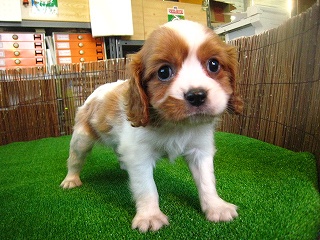 �L���o���A �X�p�j�G���摜