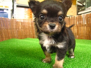 �X���[�X�`����