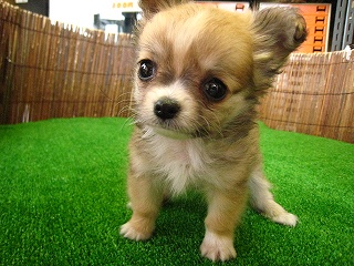 �`���� �̔�