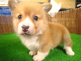 �R�[�M�[�摜