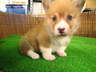 �R�[�M�[���摜