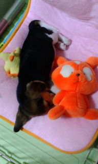 �r�[�O���@�q��