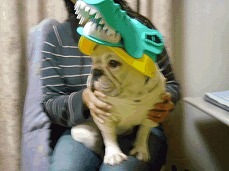 �t�����`�u���h�b�O�@�q��