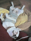 �V���g���l