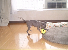 �C�^���A���O���[�n�E���h�@�q��