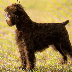 �A�[�t�F���s���V���[