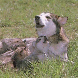 �A���X�J���}���~���[�g