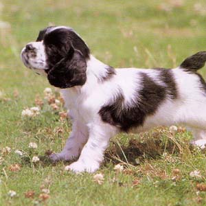 �A�����J���R�b�J�[�X�p�j�G��