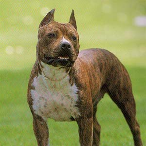 �A�����J���X�^�b�t�H�[�h�V���[�e���A