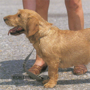 �o�Z�[�t�H�[�u�h�u���^�[�j��