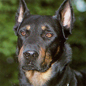 �{�[�X����