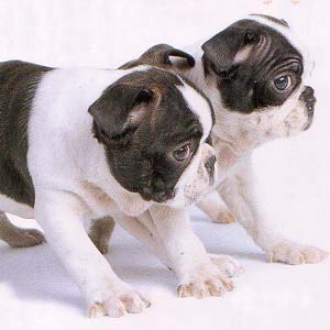 �{�X�g���e���A