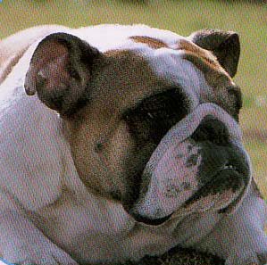 �u���h�b�O