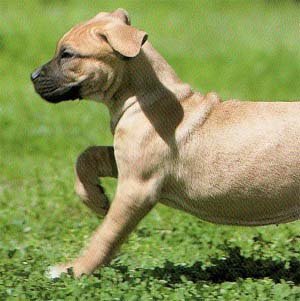 �u���}�X�e�B�t