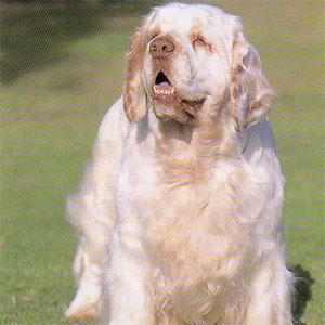 �N�����o�[�X�p�j�G��