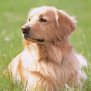 �z�t�@���@���g