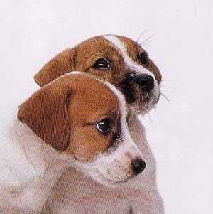 �W���b�N���b�Z���e���A