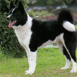 �J�����A���x�A�[�h�b�O