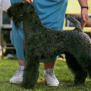 �P���[�u���[�e���A