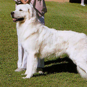 �N�[�o�[�X