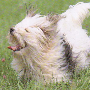 ���[�V�F��