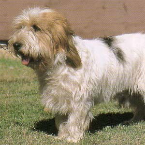 �v�`�o�Z�b�g�O���t�H���o���f�[��