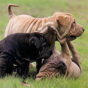 �V���[�y�C