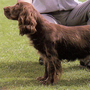 �T�Z�b�N�X�X�p�j�G��