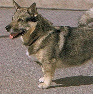 �X�E�F�f�B�b�V�����@���n�E���h