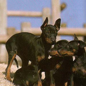 �g�C�}���`�F�X�^�[�e���A