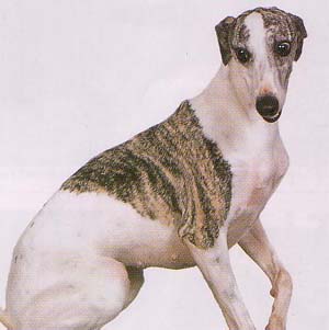 �E�B�y�b�g