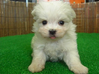 �}���`�[�Y���̉摜