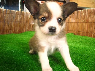 �p�s����