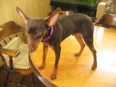 �s���V���[�摜