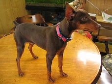 �~�j�`���A �s���V���[�摜