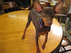 �~�j�s���̉摜