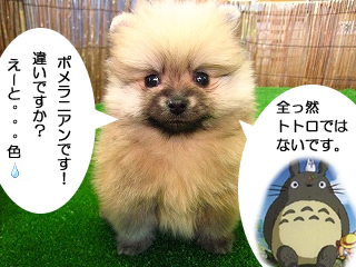 �|�����j�A�� �̔�