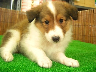 �V�F�b�g�����h�摜