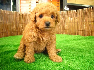 �g�C�v�[�h���q��