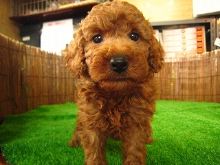 �g�C�v�[�h���̔�