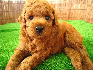 �� �g�C�v�[�h��