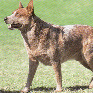 �I�[�X�g�����A���L���g���h�b�O