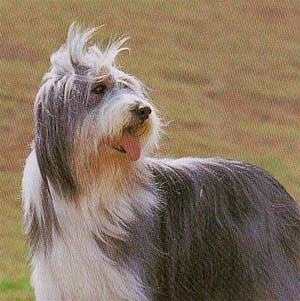 �x�A�f�b�h�R���[