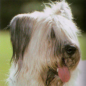 �u���A�[�h