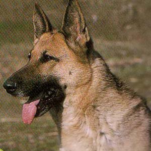 �W���[�}���V�F�p�[�h