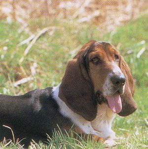 �o�Z�b�g�n�E���h